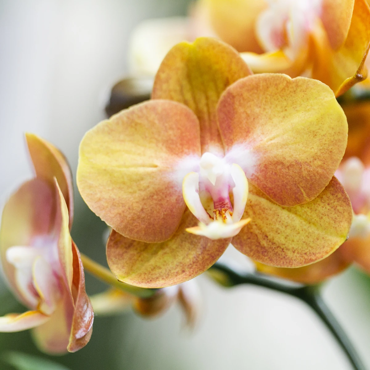Kolibri Orchids | Orange plant set in Gummy Dish incl. Water reservoir | Three Orange Orchids | Mono Bouquet Orange with self -sufficient water reservoir by Kolibri Company
