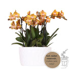Kolibri Orchids | Orange Orchid Set In Honey Dish incl. Water reservoir | Three Orange Orchids Las Vegas12CM | Mono Bouquet White with self -sufficient water reservoir by Kolibri Company