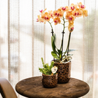 Kolibri Home | Leopard Sierpot - Ø6cm by Kolibri Company