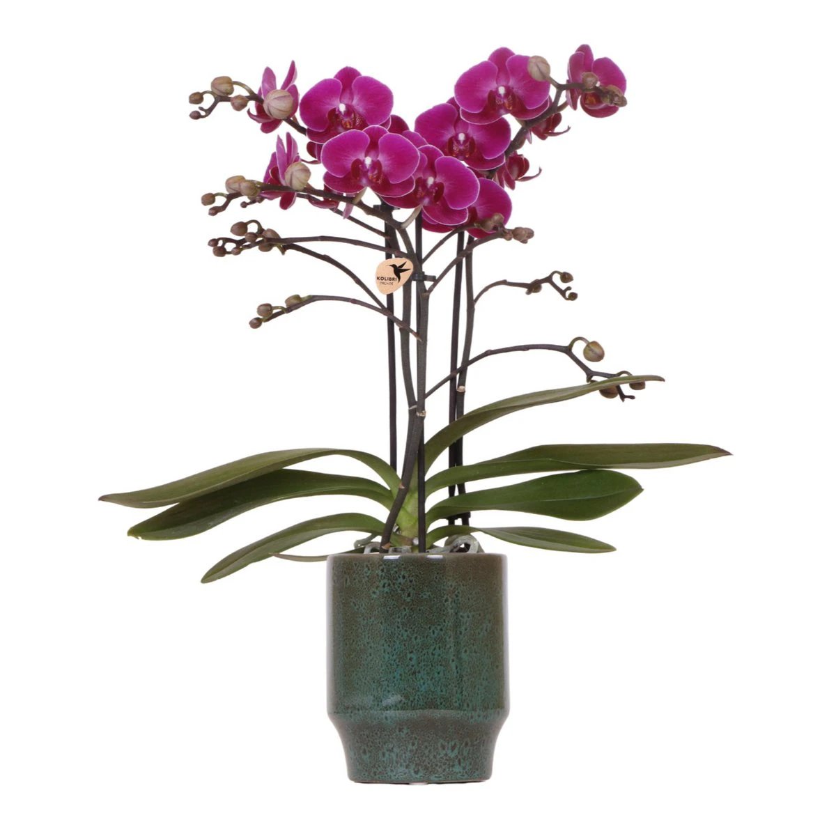 Hummingbird Orchids | Purple phalaenopsis orchid - Morelia Classy green - pot size Ø9cm | flowering houseplant - fresh from the grower by Kolibri Company