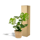 Monstera Deliciosa - ↨80cm - Ø21cm + Mand Selin by MEERgroothandel Planten