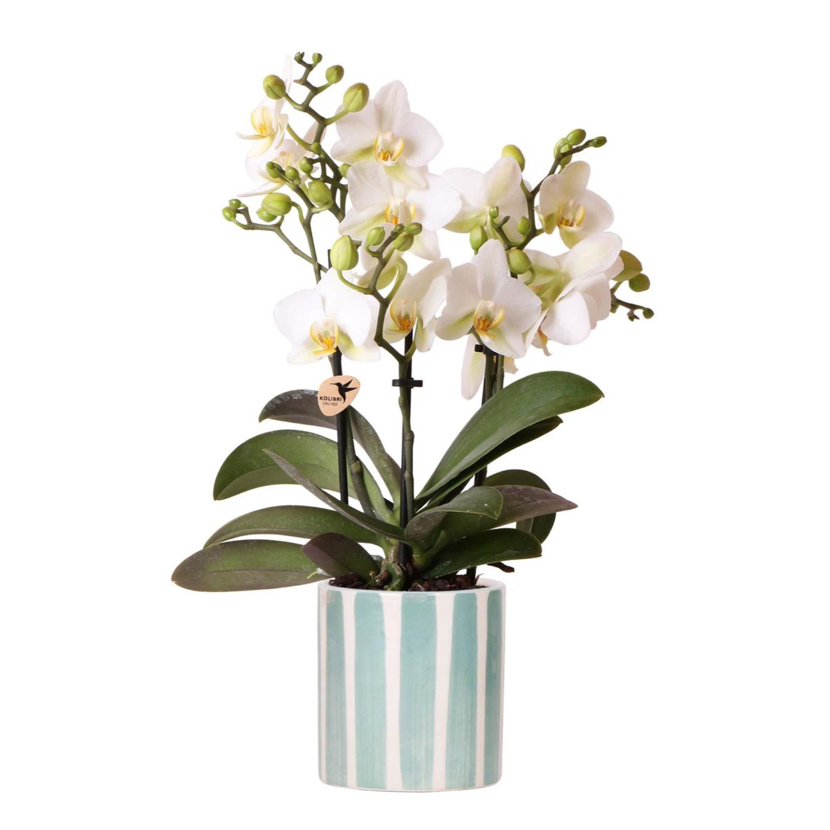 Kolibri Orchids | witte phalaenopsis orchidee Lausanne + Painted Stripe sierpot turquoise - potmaat Ø9cm | bloeiende kamerplant - vers van de kweker by Kolibri Company