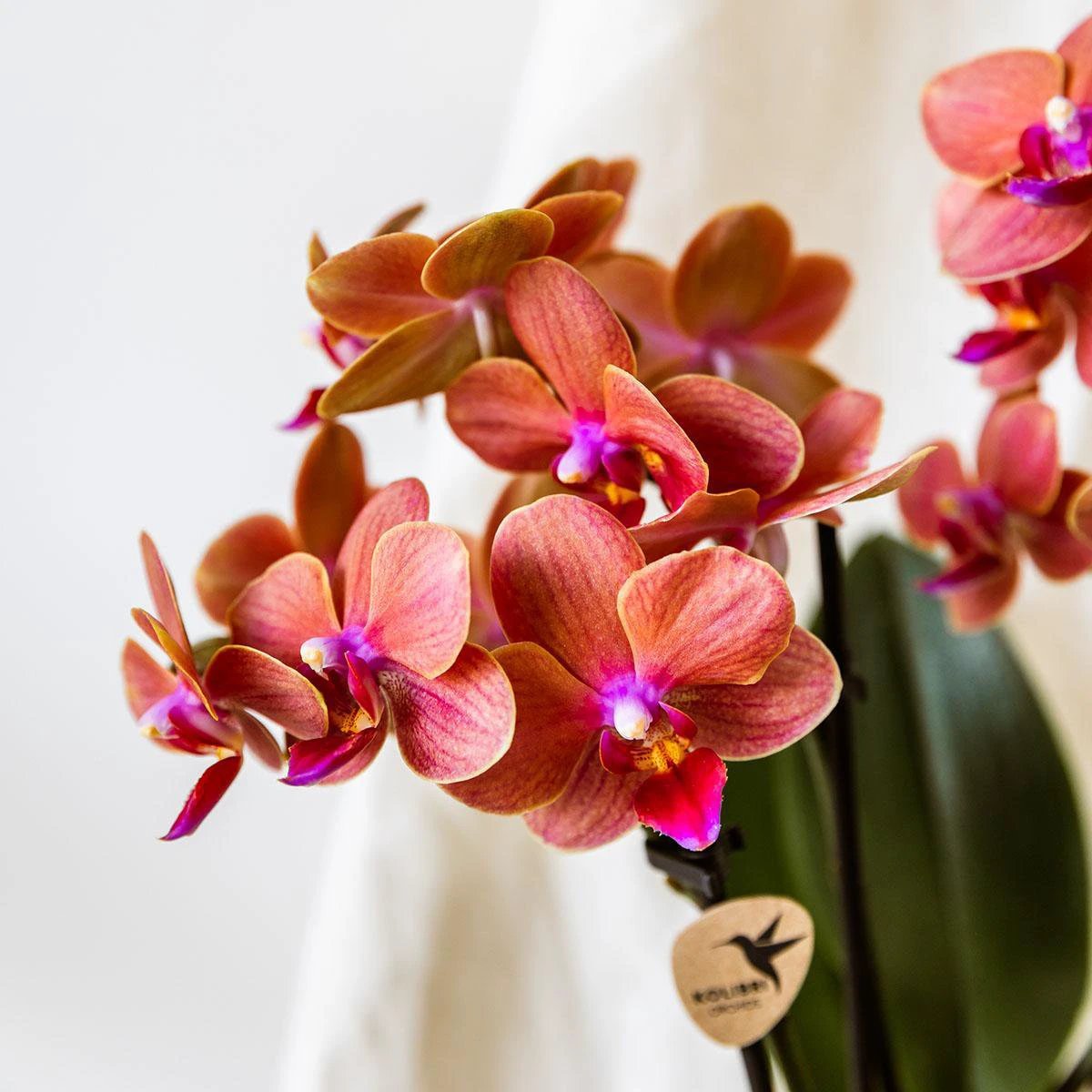 Hummingbird Orchids | Orange orchid Bolzano + Star Fish decorative pot - pot size Ø9cm | flowering houseplant - fresh from the grower by Kolibri Company