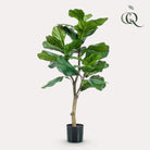 Artificial plant - Ficus Lyrata - Tobacco plant - 90 cm by Green boutiQ