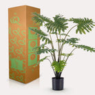 Artificial plant - Philodendron - 80 cm by Green boutiQ