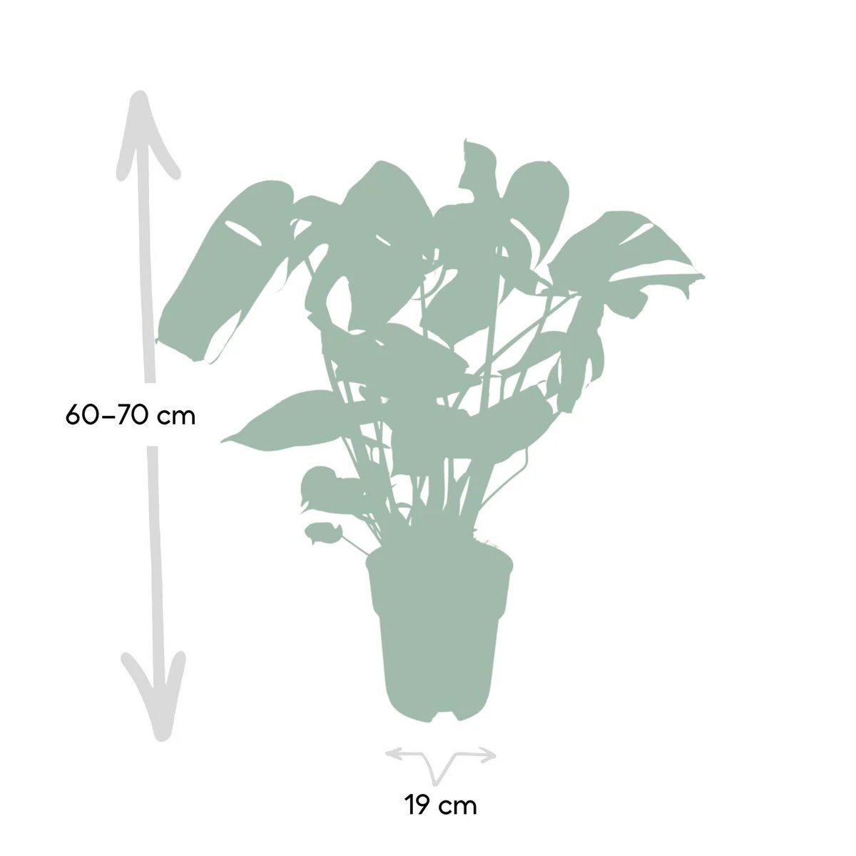 Monstera Deliciosa - Ø19cm - ↕60cm by MEERgroothandel Planten