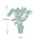 Monstera Deliciosa - Ø19cm - ↕60cm by MEERgroothandel Planten