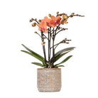 Kolibri-Orchideen | Orange Phalaenopsis-Orchidee – Mineral Bolzano + Jaguar-Topf – Topfgröße Ø9 cm | blühende Zimmerpflanze – frisch vom Züchter von Kolibri Company
