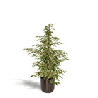 Ficus benjamina Twilight - ↨95cm - Ø21cm + Topf Mayk Blei von MEERgroothandel Planten