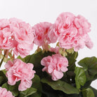 Artificial plant Geranium Pink by Mica Decorations