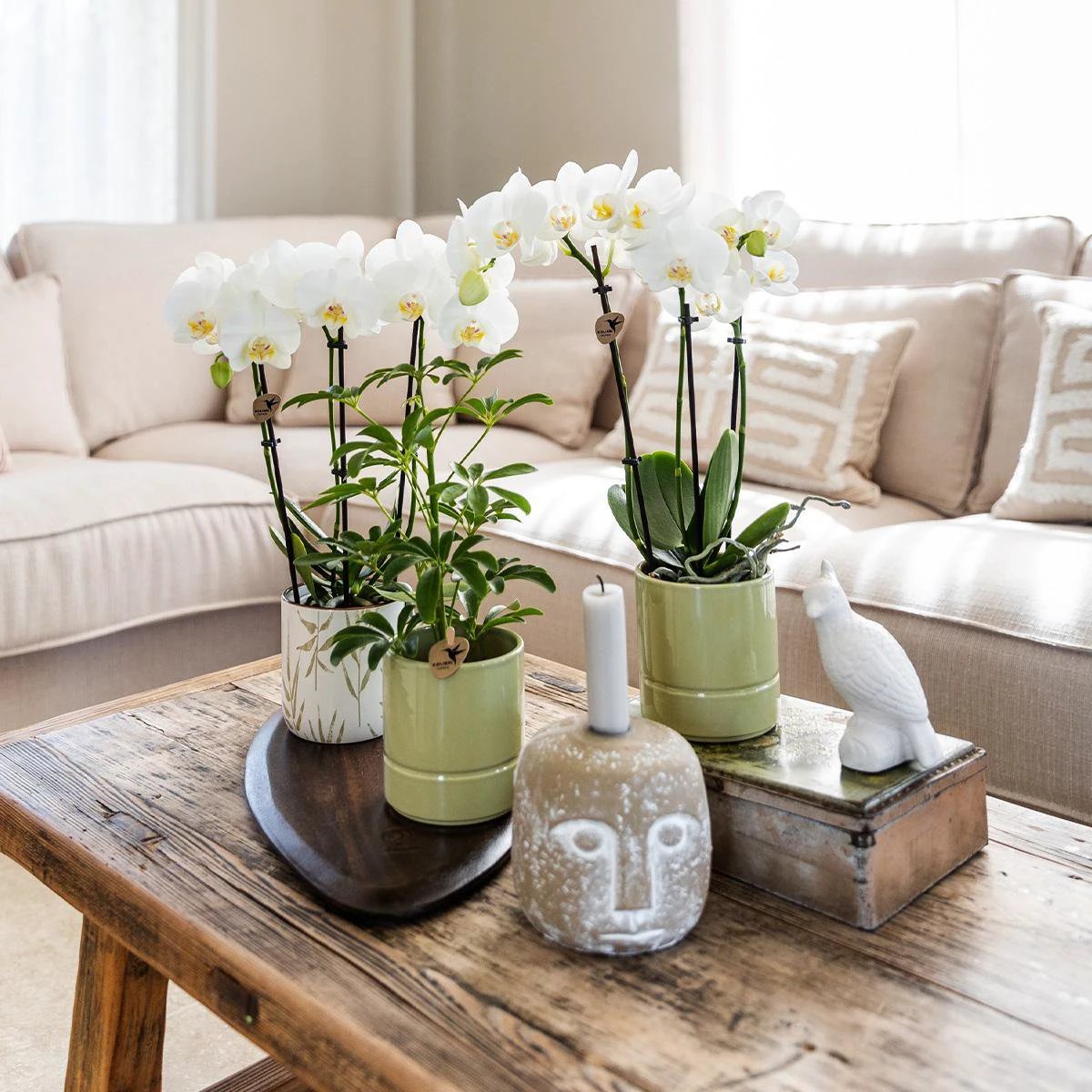 Kolibri-Orchideen | weiße Phalaenopsis-Orchidee – Amabilis + pastellgrüner Topf – Topfgröße Ø9 cm | blühende Zimmerpflanze – frisch vom Züchter von Kolibri Company