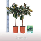 Ficus Robusta am Stamm [P24-H110] von MEERgroothandel Planten