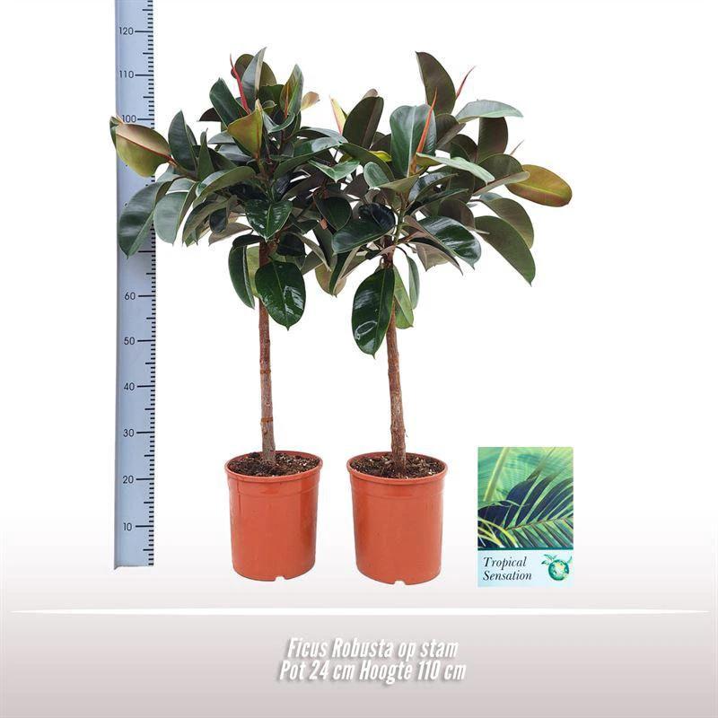 Ficus Robusta am Stamm [P24-H110] von MEERgroothandel Planten