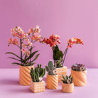 Kolibri Home | Candy sierpot | Hoog - Peach - Ø9cm by Kolibri Company