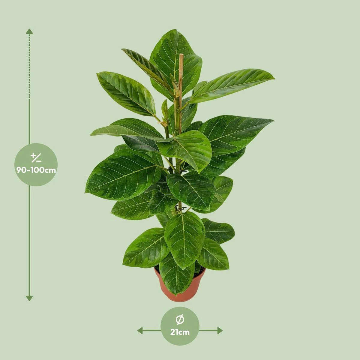 Ficus Altissima | [P21-H95] von MEERgroothandel Planten