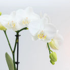 Kolibri Company – Pflanzenset Inner Retreat | Set mit weißer Phalaenopsis-Orchidee Amabilis Ø9 cm und grüner Pflanze Rhipsalis Ø6 cm und ovalem Bambusteller | inkl. weißer keramischer Dekotöpfe von Kolibri Company