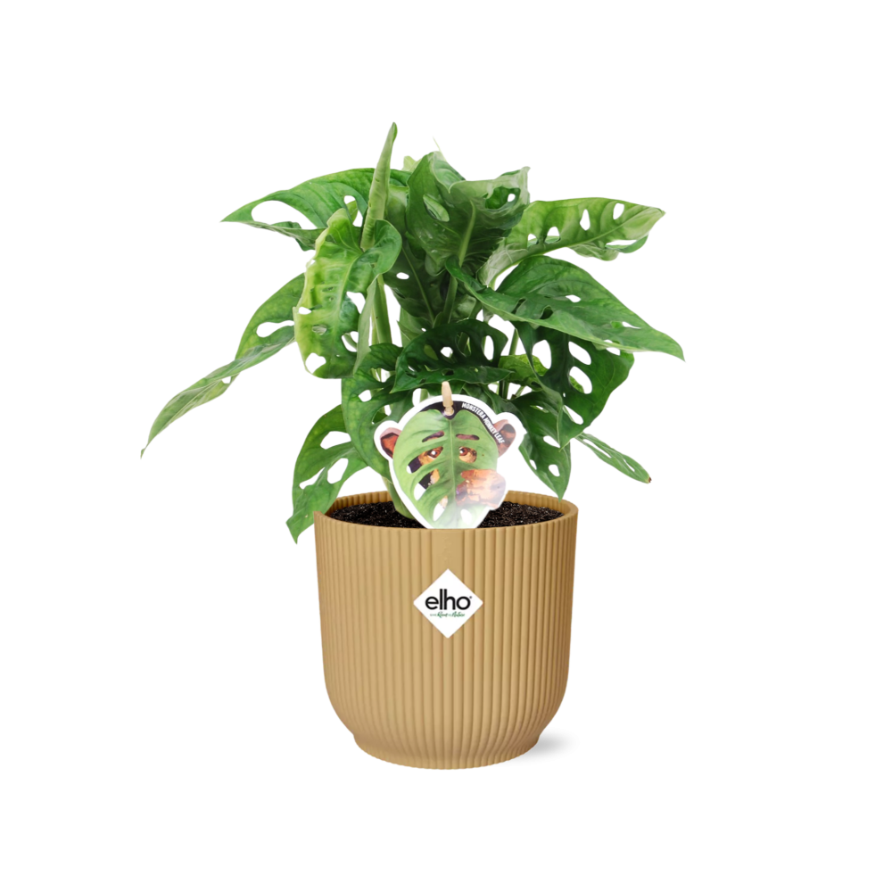 Monstera ‘Monkey Leaf’ in ELHO Vibes Fold 14cm geel by MEERgroothandel Planten