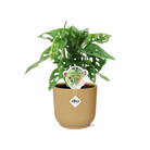 Monstera ‘Monkey Leaf’ in ELHO Vibes Fold 14cm geel by MEERgroothandel Planten