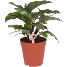 Kolibri Greens | Green Plant - Calathea - Green houseplant - Fresh from the grower - Ø9cm by Kolibri Company