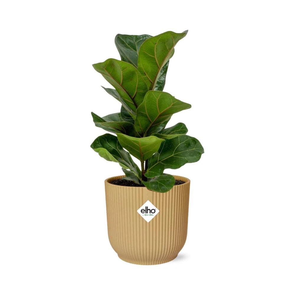 Ficus Lyrata „Bambino“ im ELHO Vibes Fold 14 cm gelb von MEERgroothandel Planten