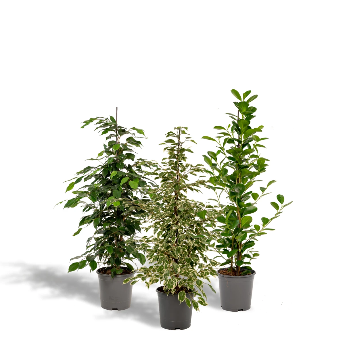 Ficus Benjamina Danielle - Ø21cm - ↕95cm + Ficus Benjamina Twilight - Ø21cm - ↕95cm + Ficus Microcarpa Moclame - Ø21cm - ↕95cm by MEERgroothandel Planten