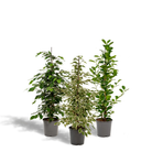 Ficus Benjamina Danielle - Ø21cm - ↕95cm + Ficus Benjamina Twilight - Ø21cm - ↕95cm + Ficus Microcarpa Moclame - Ø21cm - ↕95cm by MEERgroothandel Planten