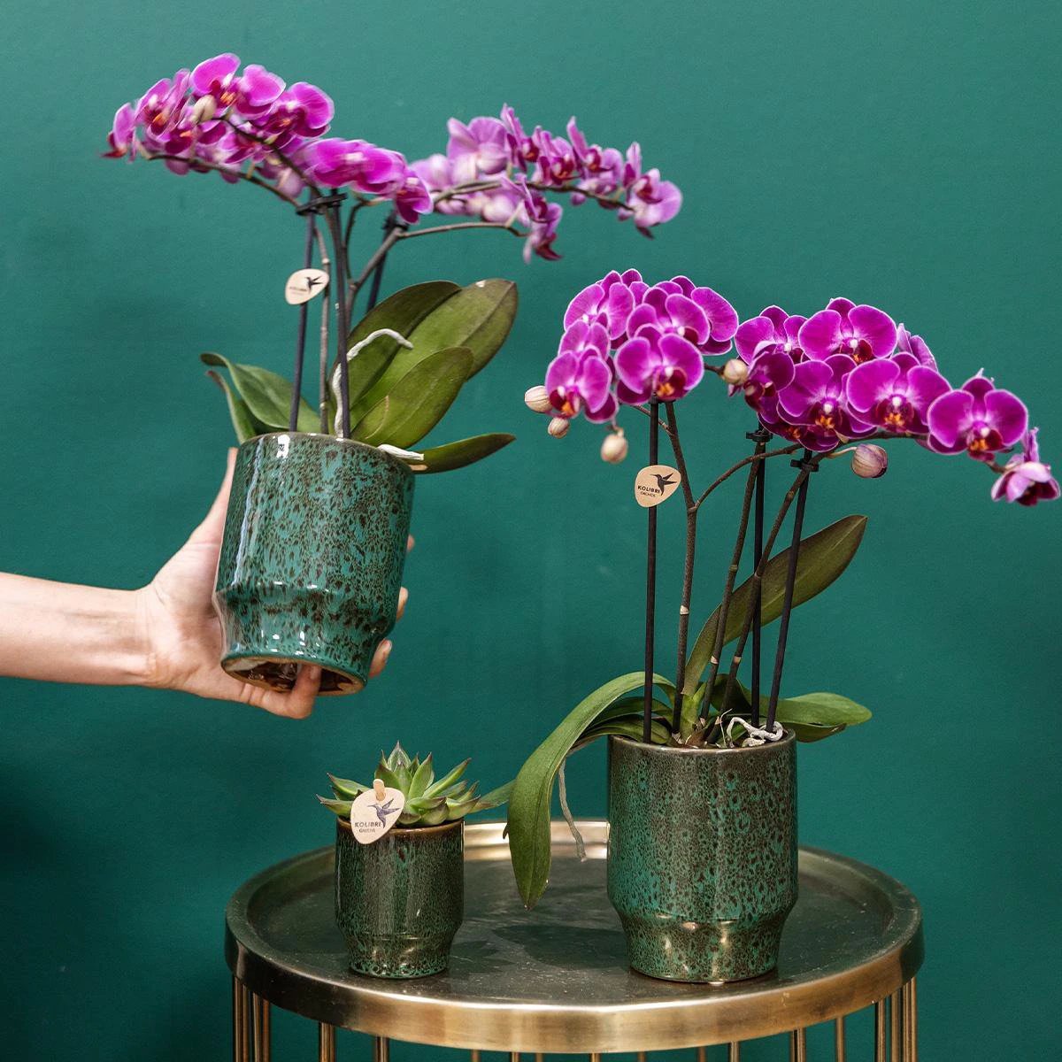 Kolibri Company Kolibri Company | Purple Phalaenopsis-Orchidee - Morelia Classy green - Topfgröße Ø9cm | blühende Zimmerpflanze - frisch vom Züchter von Kolibri Company