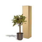 Ficus elastica Melany Stamm - ↨90cm - Ø21cm + Topf Mayk Bleigrau von MEERgroothandel Planten