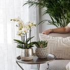 Hummingbird Orchids | white Phalaenopsis orchid - Amabilis + Elite pot silver- pot size Ø9cm - 35cm high | blooming houseplant - fresh from the grower by Kolibri Company