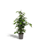 Ficus benjamina Danielle - Ø21cm - ↕95cm by MEERgroothandel Planten