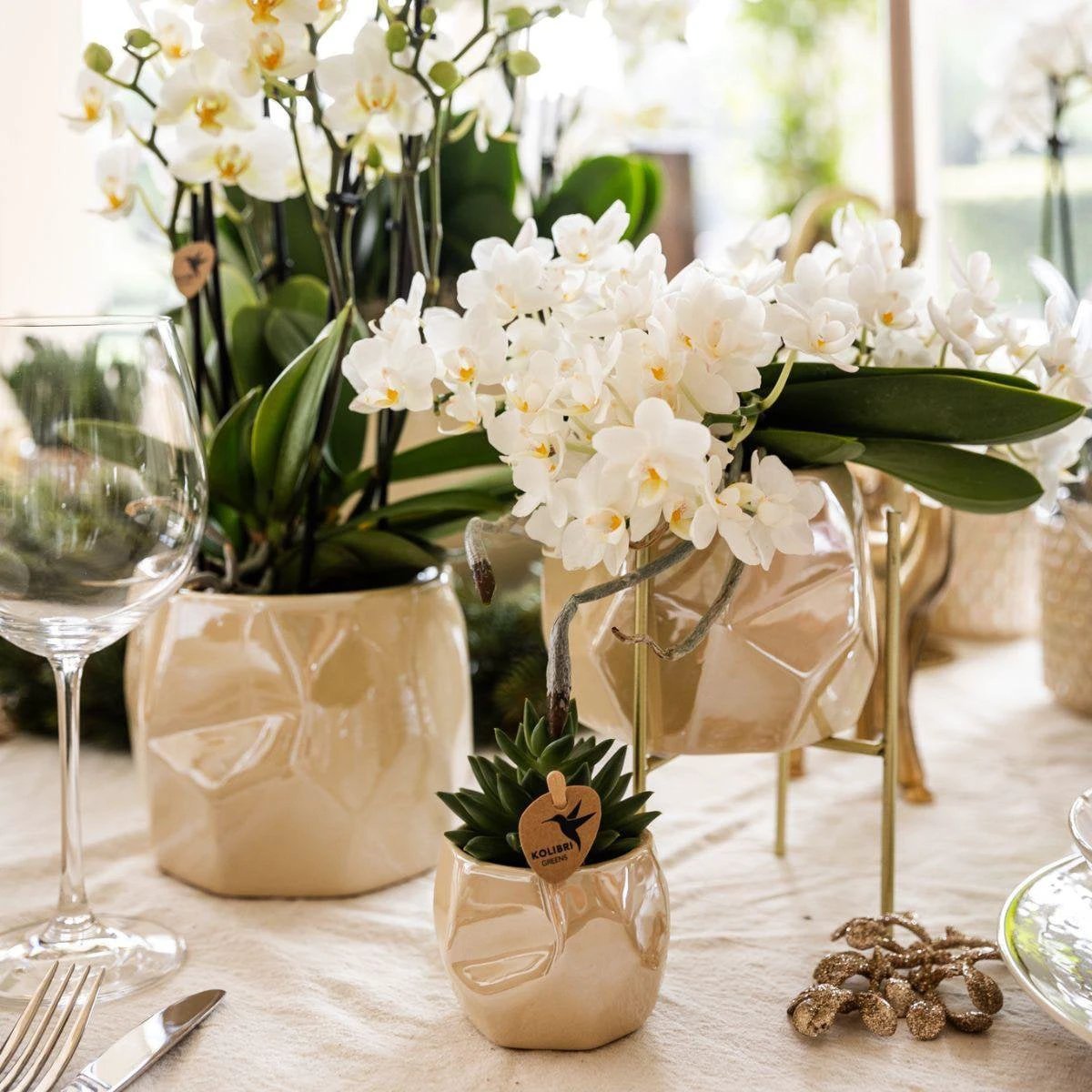 Hummingbird Orchids | White orchid 'Nazaré' + Pearl jewelry pot Travertine - pot size Ø9cm | blooming houseplant - fresh from the grower by Kolibri Company