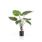 Art plant - Alocasia - Elephants ear - 70 cm by Green boutiQ