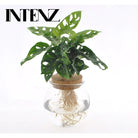 Monstera Adansonii - Ø12 ↕25 by MEERgroothandel Planten