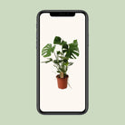 Monstera Deliciosa P21 - Ø21cm - ↕60cm by MEERgroothandel Planten