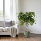 Ficus Adora / Exotica [P27-H120] von MEERgroothandel Planten