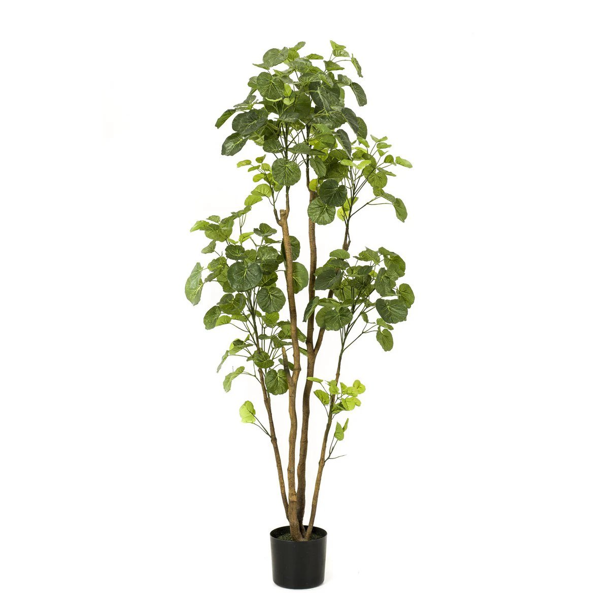 Kunstpflanze – Polyscias – Aralie – 160 cm von Green boutiQ