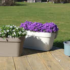 Campanula Addenda Ambella Intensivviolett – Balkon-Eimer Weiß mit 3 Stück Campanula Topfgröße 12 cm – inkl. Aufhängesystem – Klokjesbloem Violett – Stauden – Gartenpflanzen von Kolibri Company