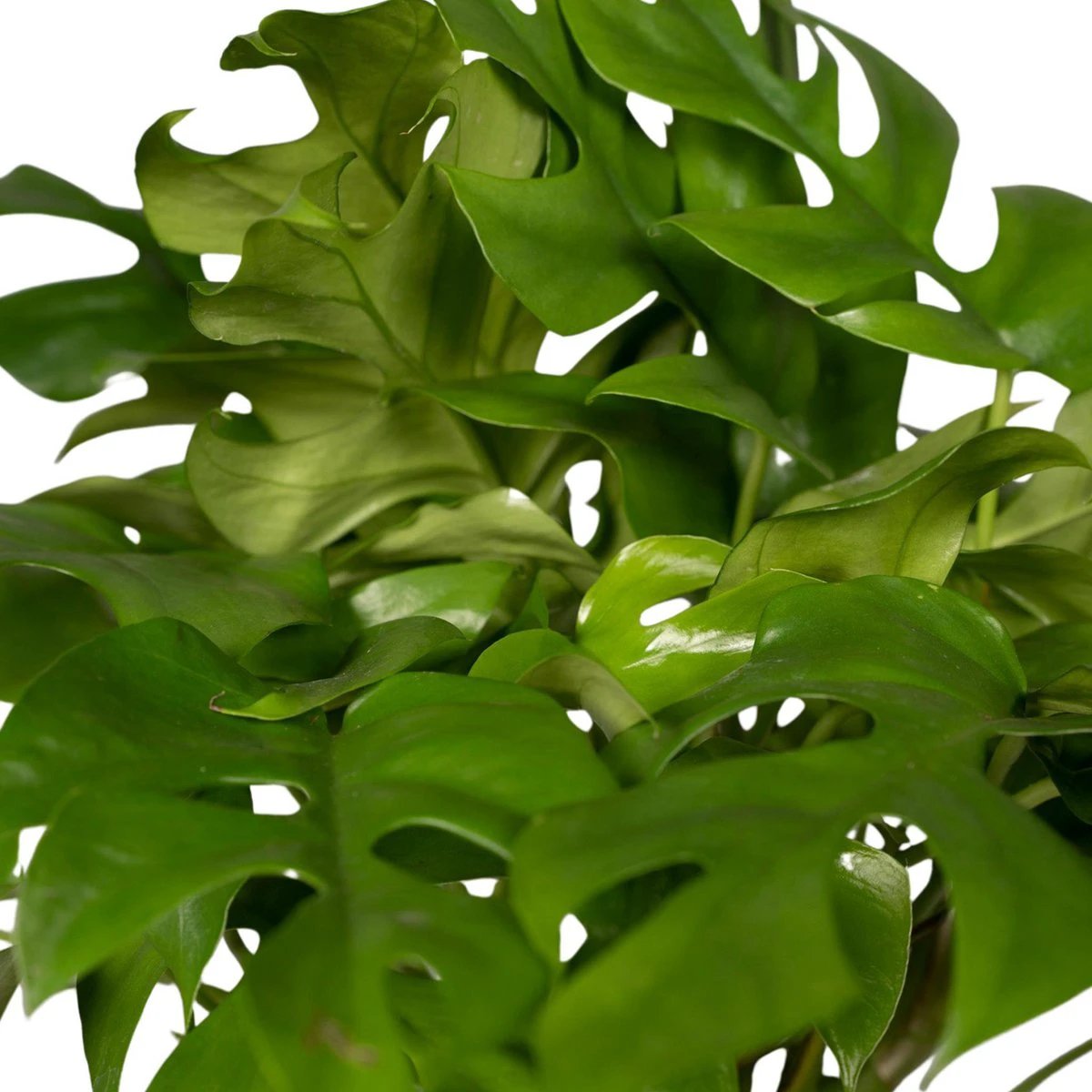 Monstera Minima - Hole plant - Ø15cm - ↕25cm by MEERgroothandel Planten