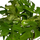 Monstera Minima - Hole plant - Ø15cm - ↕25cm by MEERgroothandel Planten