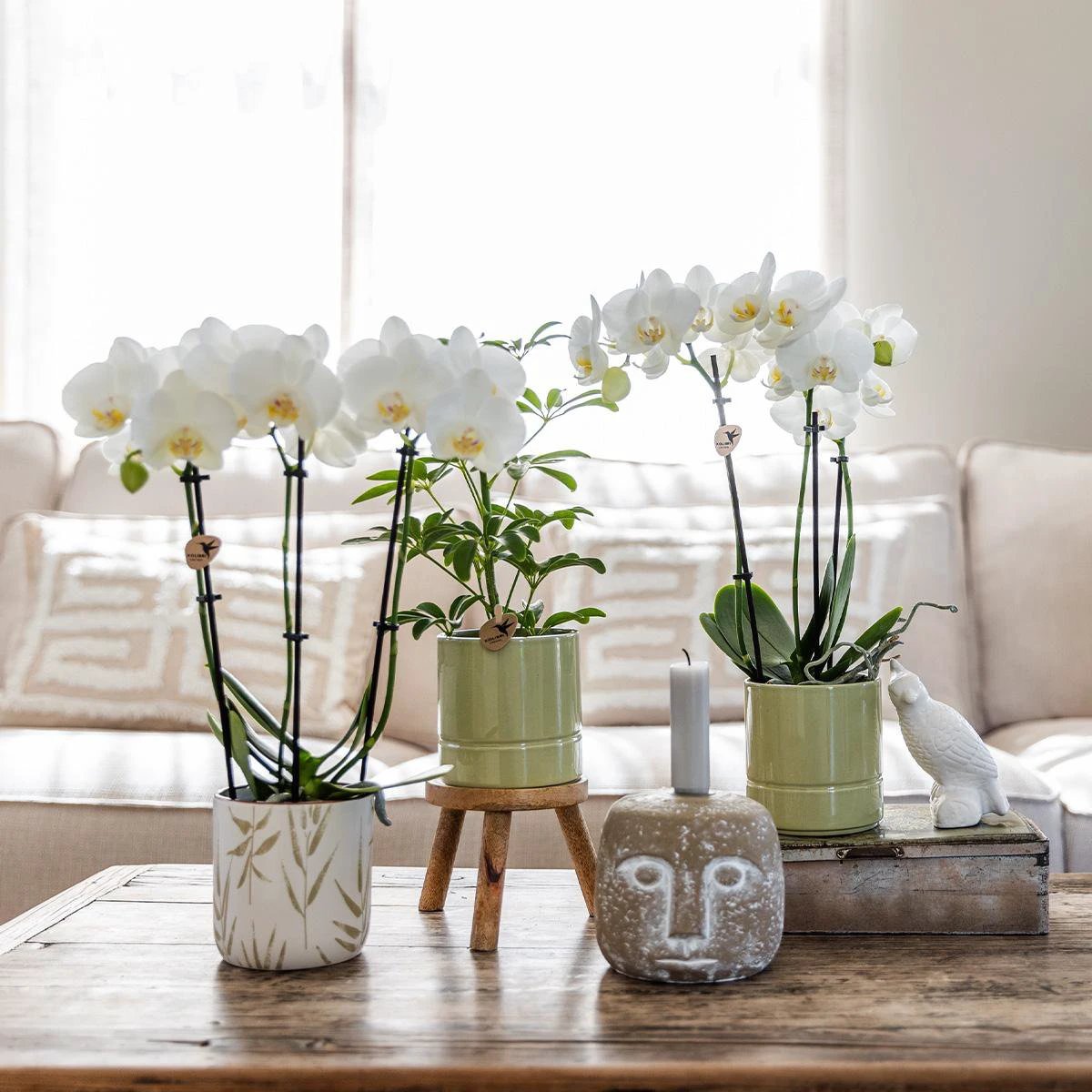 Kolibri-Orchideen | weiße Phalaenopsis-Orchidee – Amabilis + pastellgrüner Topf – Topfgröße Ø9 cm | blühende Zimmerpflanze – frisch vom Züchter von Kolibri Company