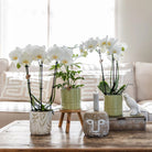Kolibri-Orchideen | weiße Phalaenopsis-Orchidee – Amabilis + pastellgrüner Topf – Topfgröße Ø9 cm | blühende Zimmerpflanze – frisch vom Züchter von Kolibri Company
