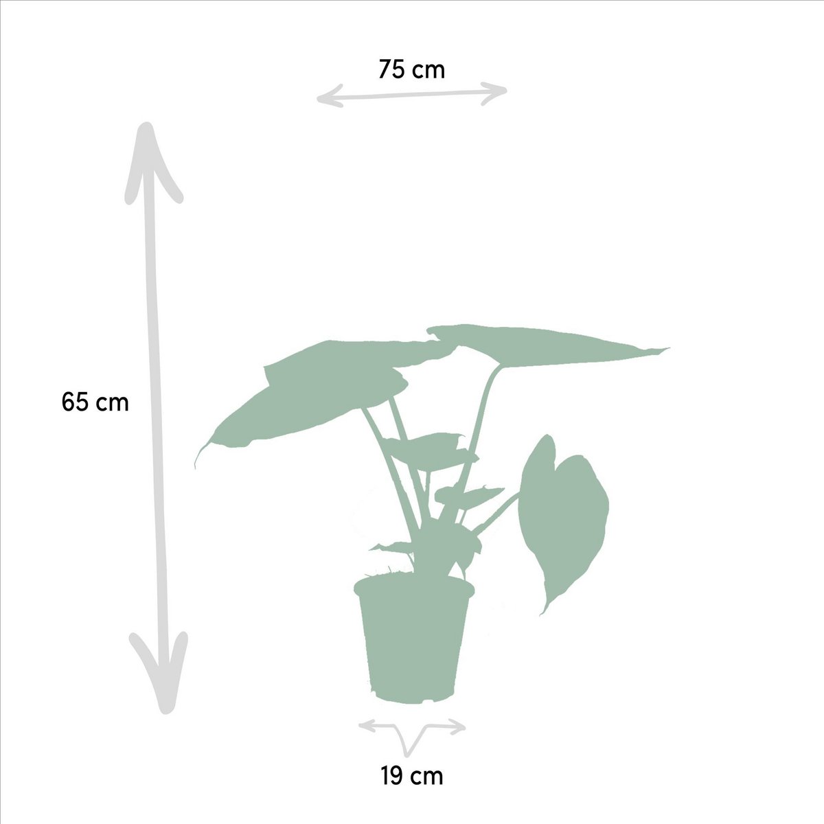 Ficus elastica Melany – ↨85 cm – Ø21 cm + Alocasia wentii – ↨60 cm – Ø19 cm von MEERgroothandel Planten