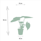 Ficus elastica Melany – ↨85 cm – Ø21 cm + Alocasia wentii – ↨60 cm – Ø19 cm von MEERgroothandel Planten
