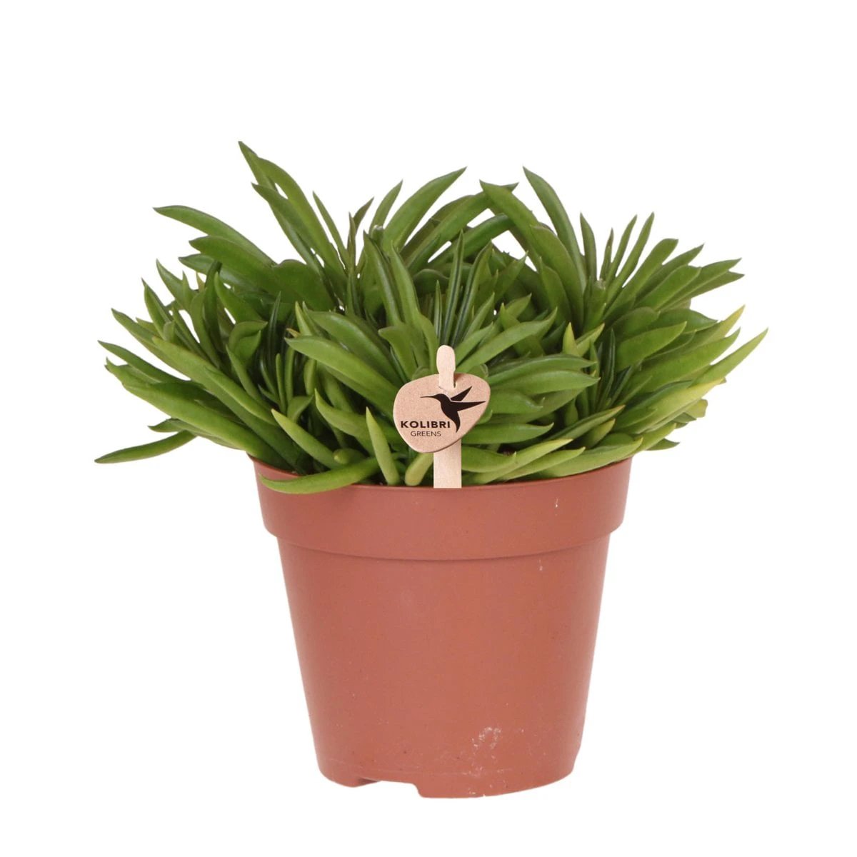 Kolibri Greens | Green houseplant - Succulent Happy Beam - Pot size Ø12cm - Fresh from the grower by Kolibri Company