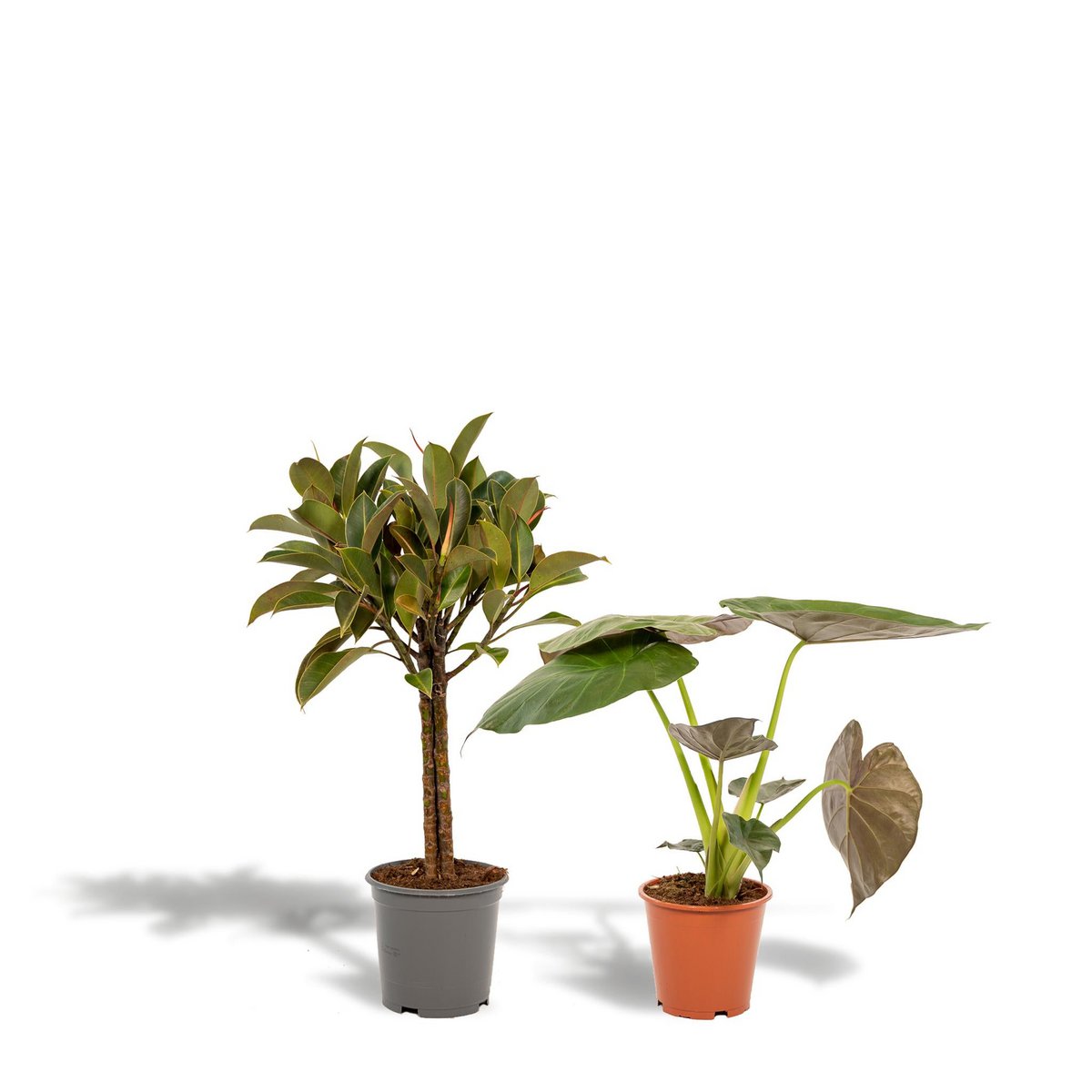 Ficus Elastica Melany - ↨85cm - Ø21cm + Alocasia Wentii - ↨60cm - Ø19cm by MEERgroothandel Planten