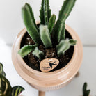 Kolibri Greens | Green Plant - Stapelia - Green houseplant - Fresh of the grower - Ø9cm by Kolibri Company