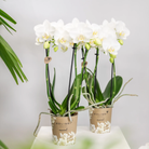 Colibr Orchids | COMBI DEAL from 2 white Phalaenopsis orchids - Amabilis - pot measure Ø9cm | -driving room plant - freshly from the grower by Kolibri Company