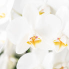 Colibr Orchids | White orchids set in Como dish incl. water reservoir | three white Nigagara Falls orchids 12cm | Mono Buquet white with self-supporting water reservoir by Kolibri Company