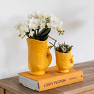 Hummingbird Orchids | Set of white orchid Nazaré and succulent in Fish decorative pot orange - pot size Ø9cm & Ø6cm | flowering houseplant - fresh from the grower by Kolibri Company