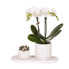 Hummingbird Company | Plant set Slow Living small | White Phalaenopsis Orchid Lausanne and Succulent incl. ceramic decorative pots on white organic tray by Kolibri Company